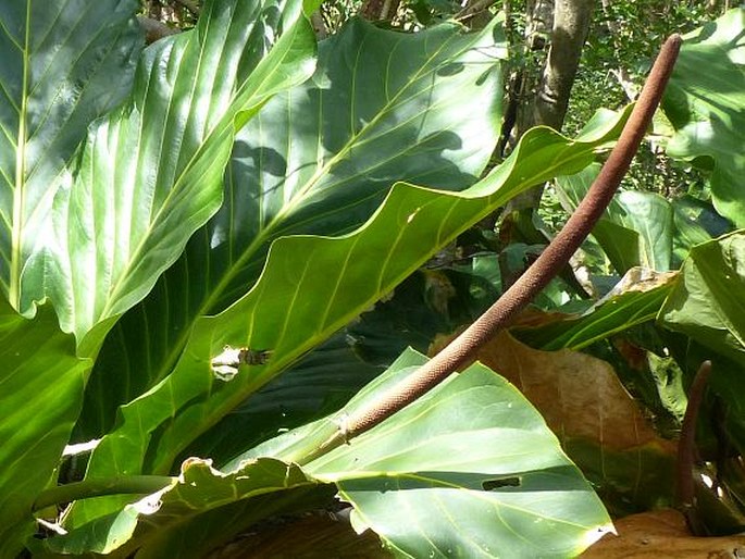 Anthurium jenmanii