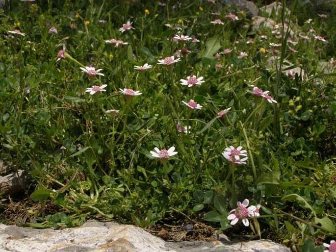 Anthemis pestalozzae