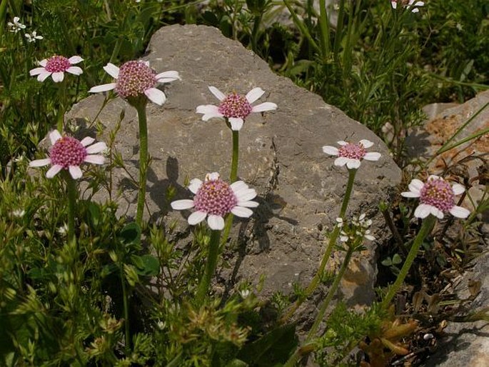 Anthemis pestalozzae