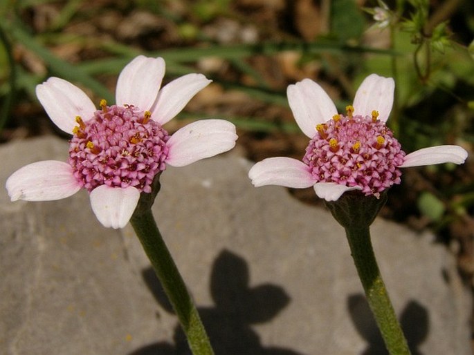 Anthemis pestalozzae