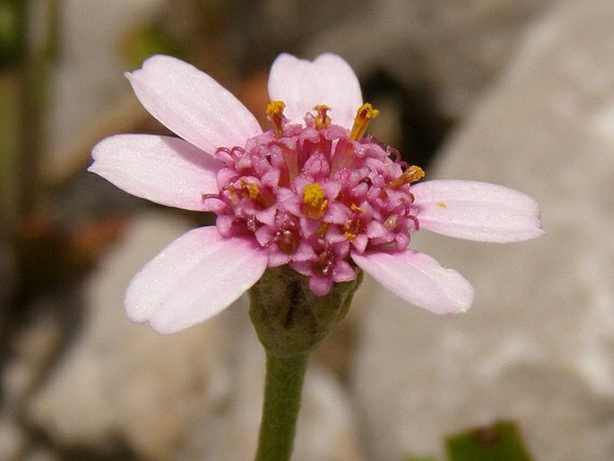 Anthemis pestalozzae