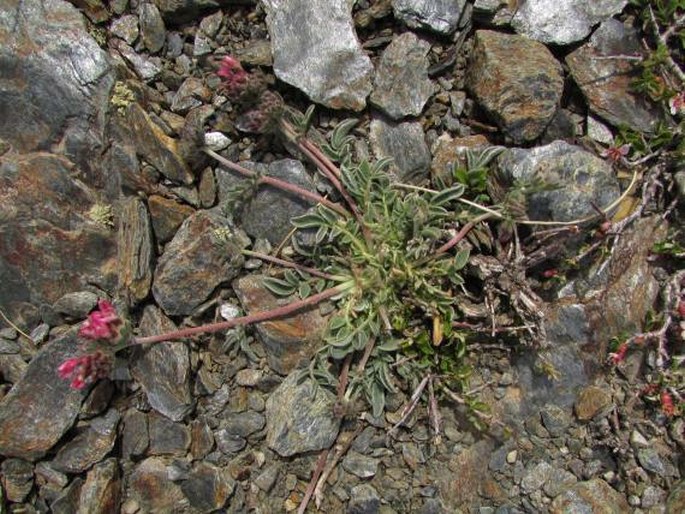 Anthyllis vulneraria subsp. pseudoarundana