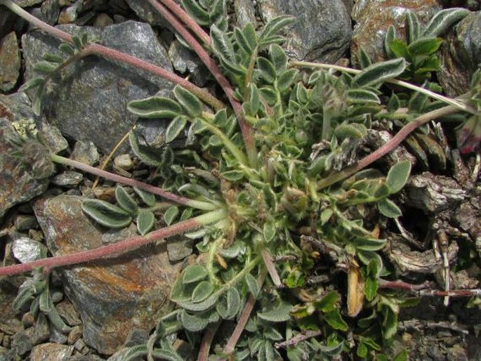 Anthyllis vulneraria subsp. pseudoarundana