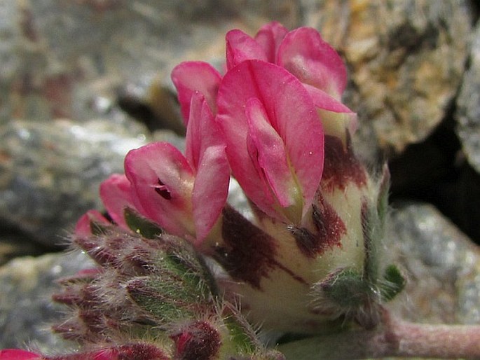 Anthyllis vulneraria subsp. pseudoarundana