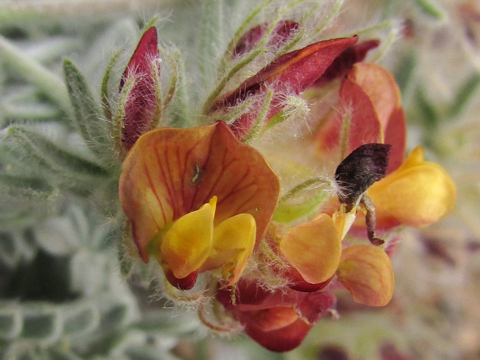 Anthyllis tejedensis