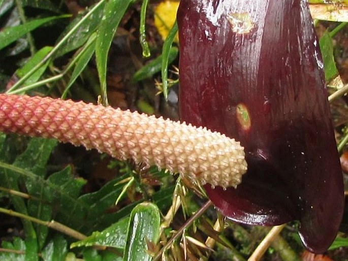 Anthurium watermaliense