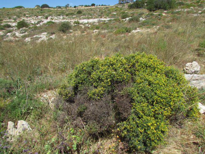 Anthyllis hermanniae