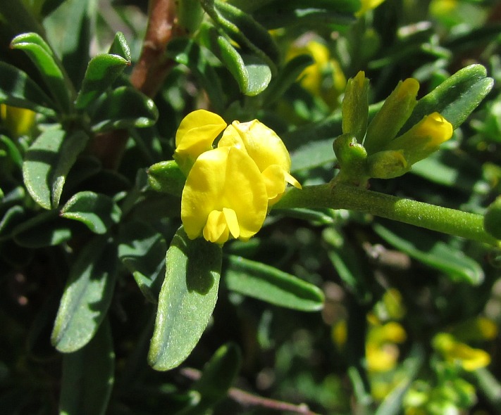 Anthyllis hermanniae