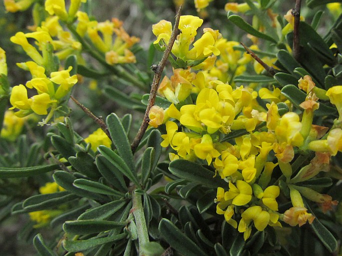 Anthyllis hermanniae