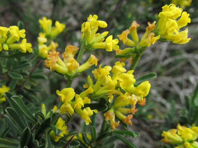 Anthyllis hermanniae