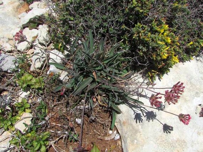 Anthyllis vulneraria subsp. maura