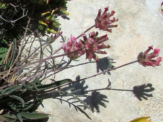 Anthyllis vulneraria subsp. maura