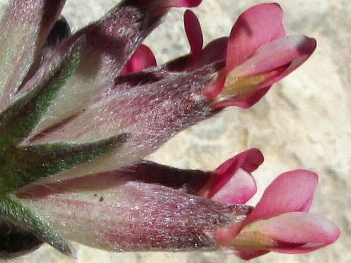 Anthyllis vulneraria subsp. maura