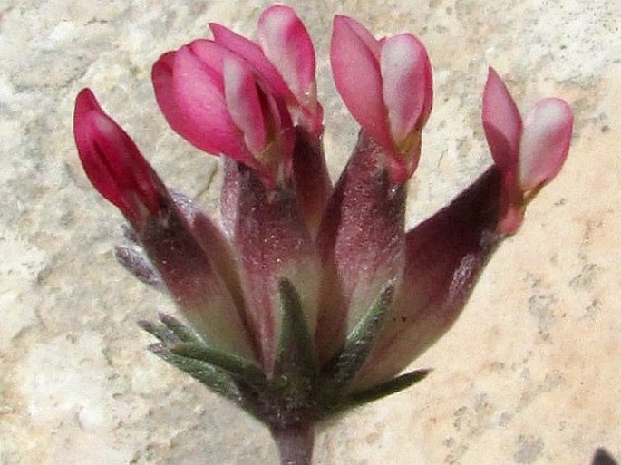 Anthyllis vulneraria subsp. maura