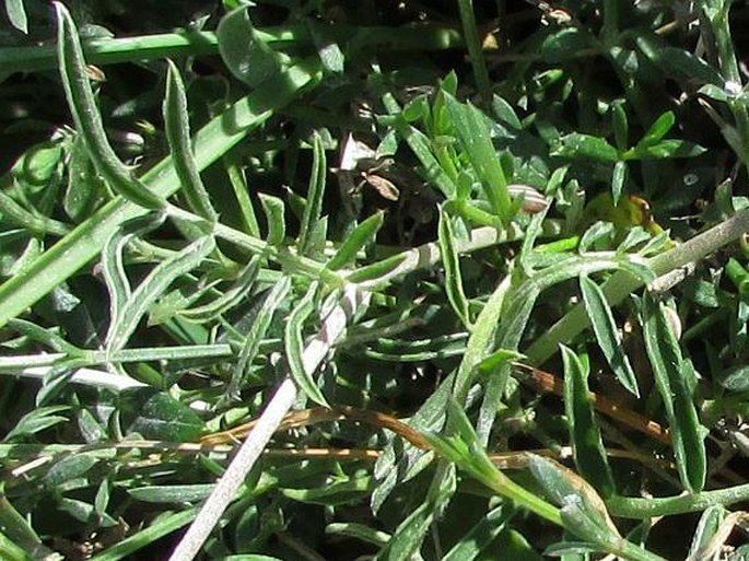 Anthyllis vulneraria subsp. maura