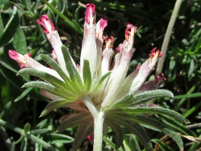 Anthyllis vulneraria subsp. maura