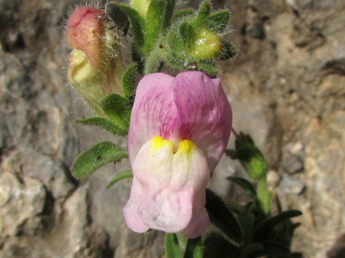 ANTIRRHINUM HISPANICUM subsp. MOLLISSIMUM (Pau) D. A. Webb - hledík / papuľka