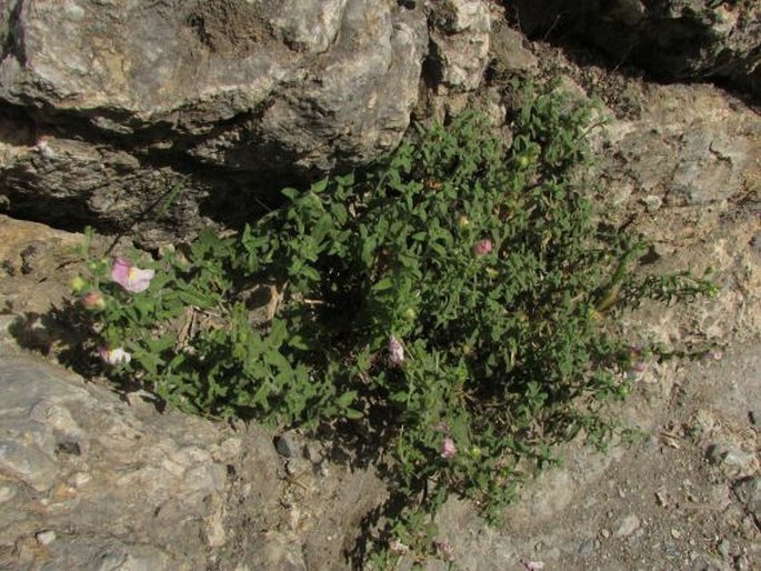 Antirrhinum hispanicum subsp. mollissimum