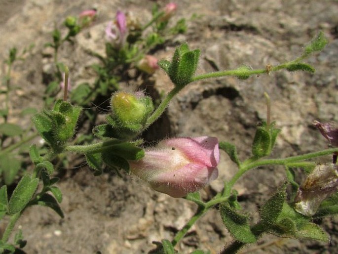 Antirrhinum hispanicum subsp. mollissimum