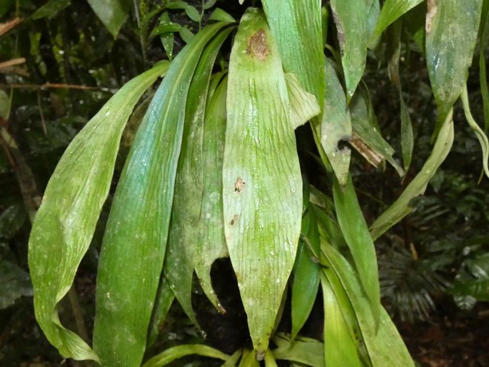 Antrophyum callifolium