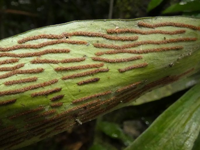 Antrophyum callifolium