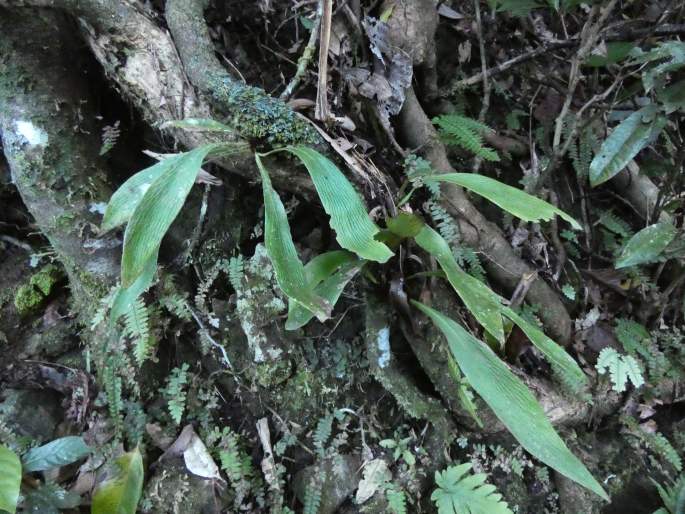 Antrophyum callifolium