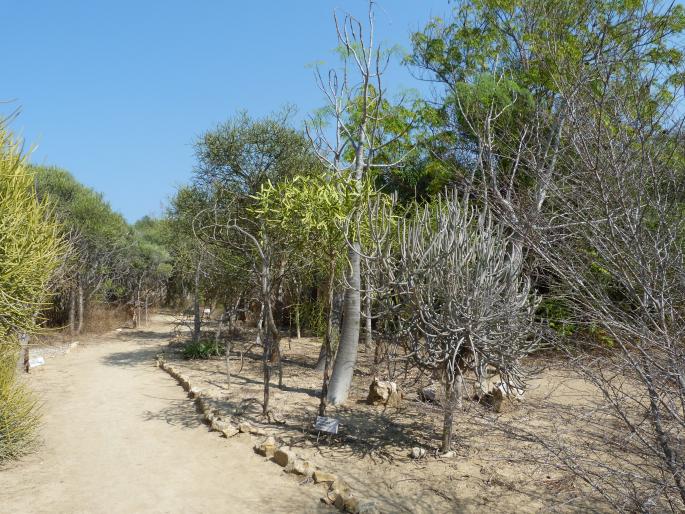 Arboretum d‘Antsokay