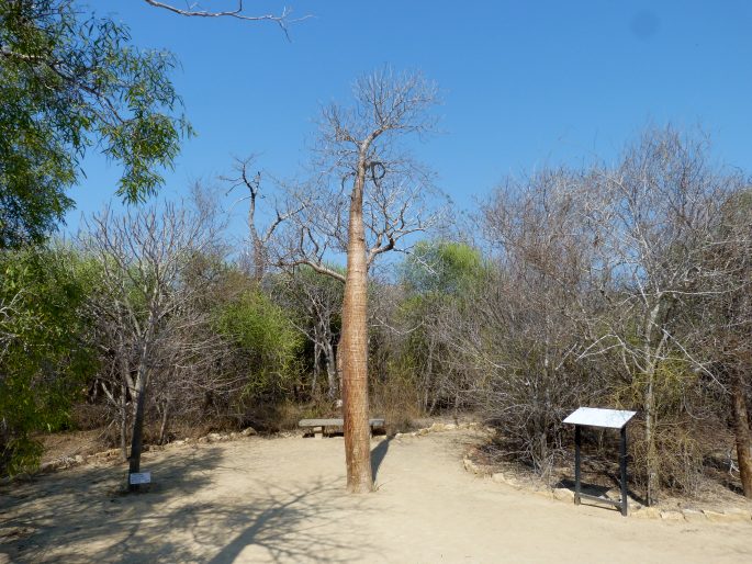 Arboretum d‘Antsokay