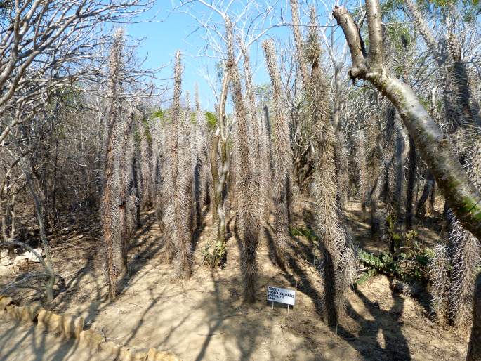 Arboretum d‘Antsokay