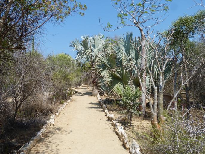 Arboretum d‘Antsokay