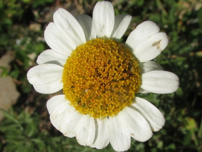 Anthemis triumfettii