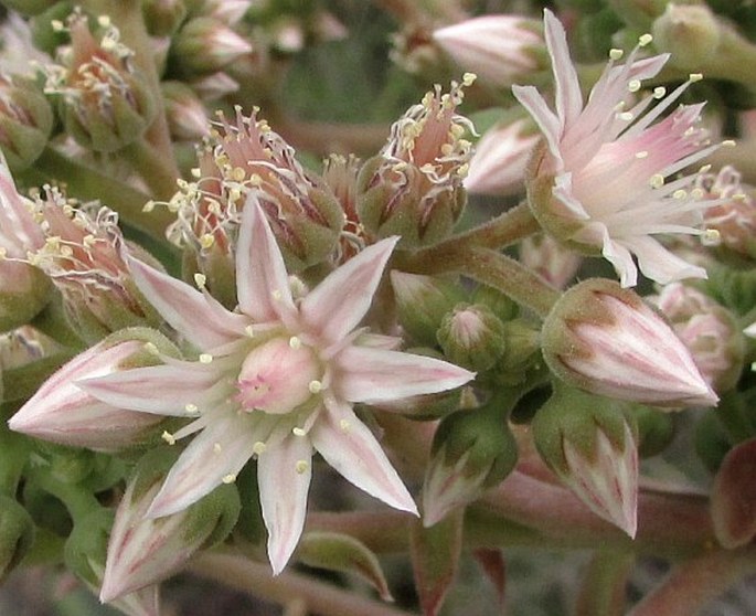 Aeonium pseudourbicum