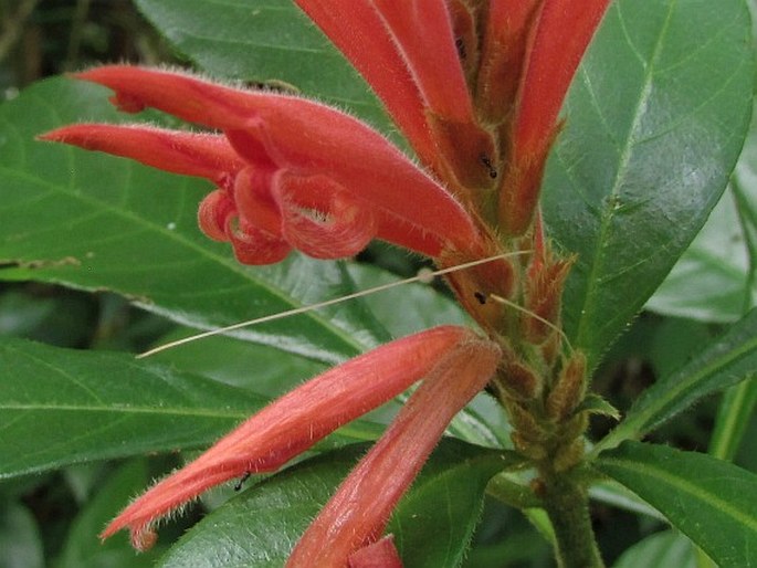 Aphelandra scabra