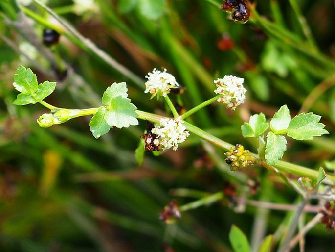 APIUM NODIFLORUM (L.) Lag. – miřík / zeler