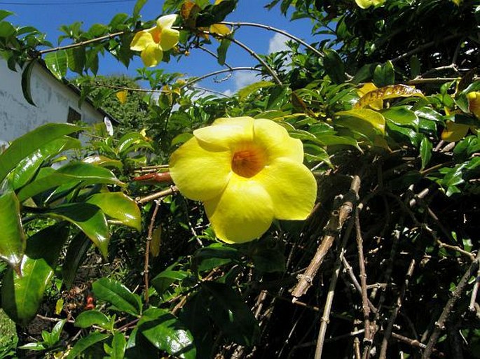 Apocynaceae