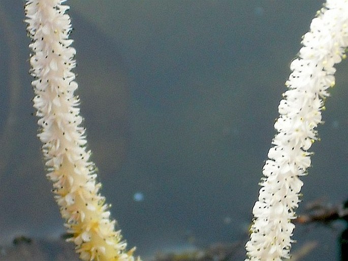 Aponogeton crispus