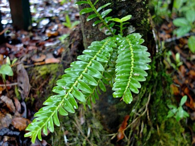 Appendicula reflexa