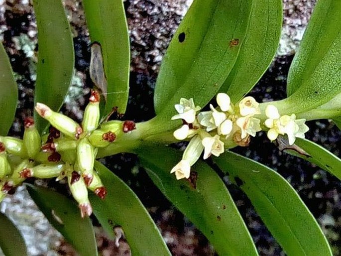 Appendicula reflexa