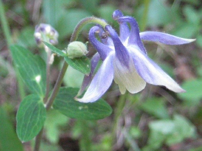 AQUILEGIA BREVISTYLA Hook. - orlíček