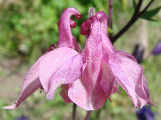 Aquilegia vulgaris