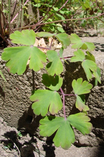 Aquilegia vulgaris