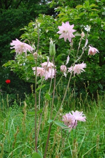 Aquilegia vulgaris var. stellata