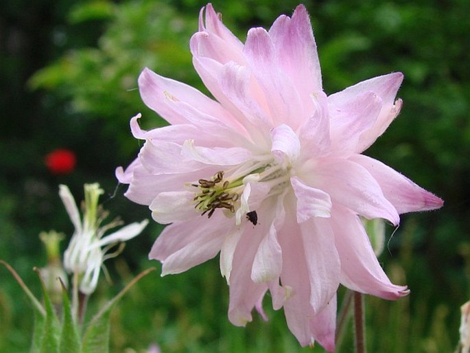 Aquilegia vulgaris var. stellata