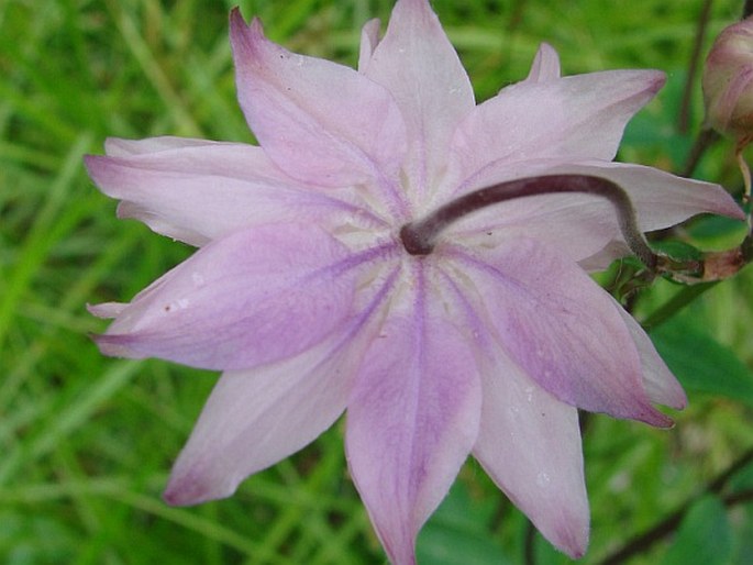 Aquilegia vulgaris var. stellata