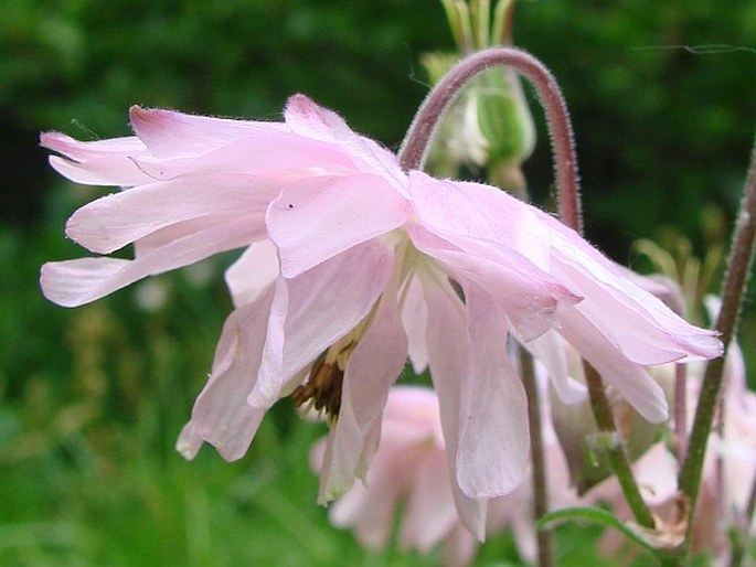 Aquilegia vulgaris var. stellata