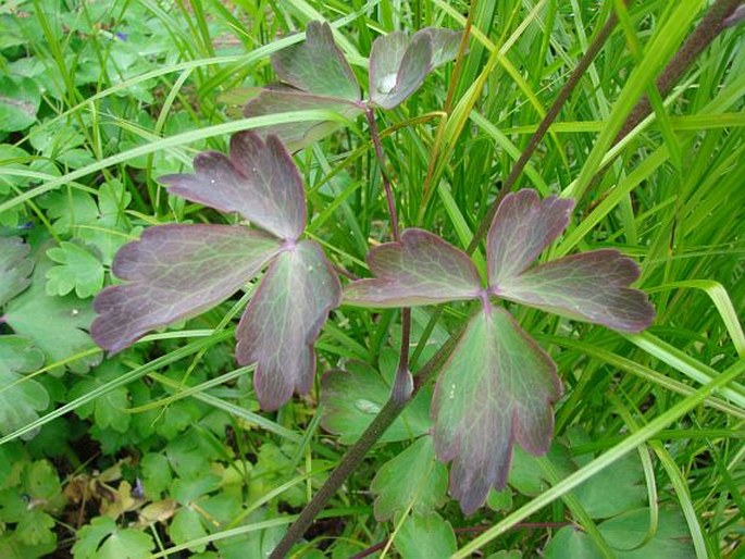 Aquilegia vulgaris var. stellata