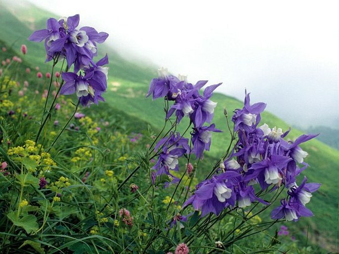 Aquilegia olympica