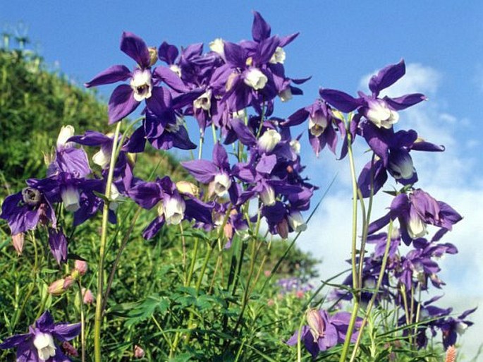 Aquilegia olympica