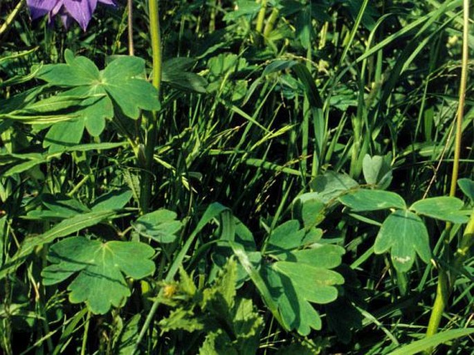 Aquilegia olympica