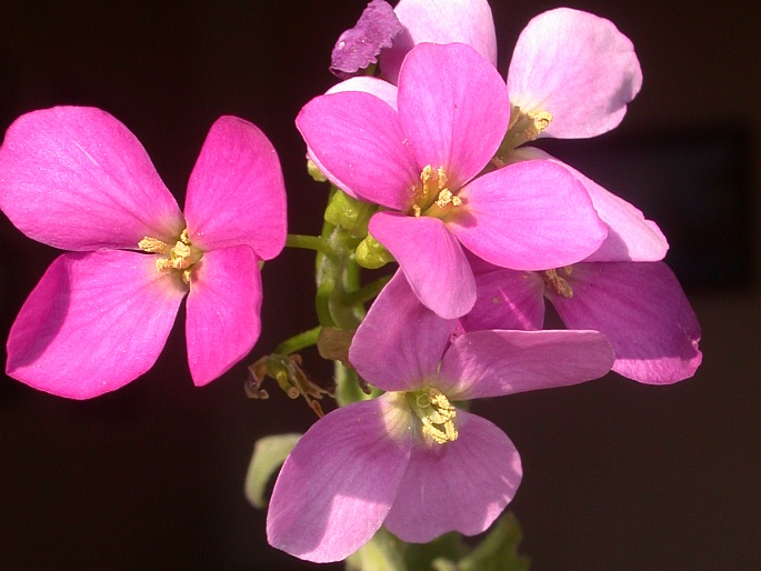 Arabis ×arendsii